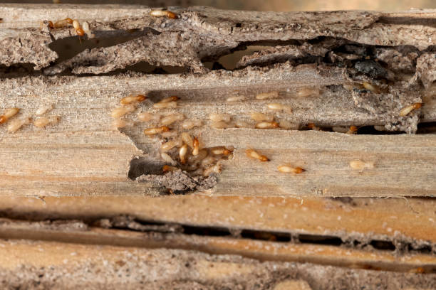 Santa Paula, CA Pest Control Company