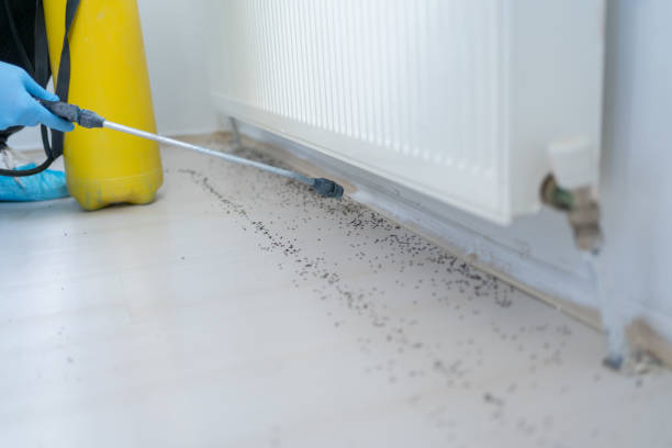 Best Pest Removal Services  in Santa Paula, CA